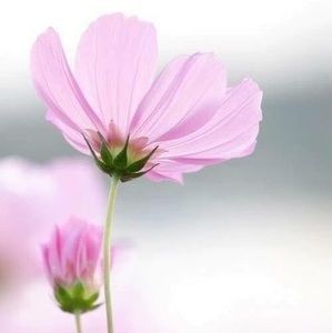 Meet your Posher, Michele